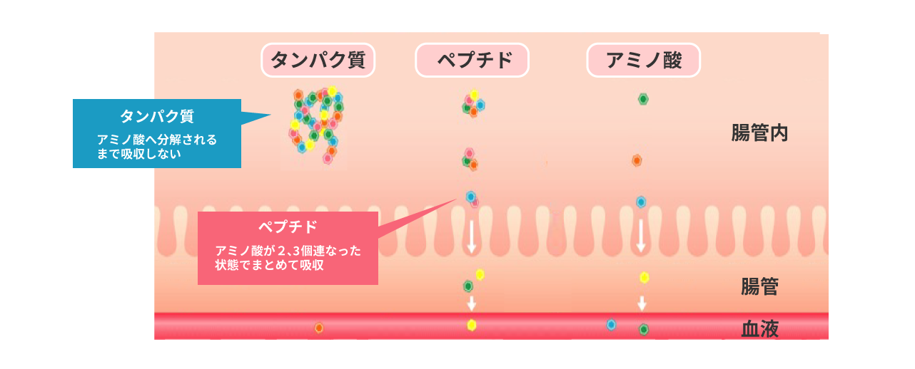 タンパク質、ペプチド、アミノ酸の違い